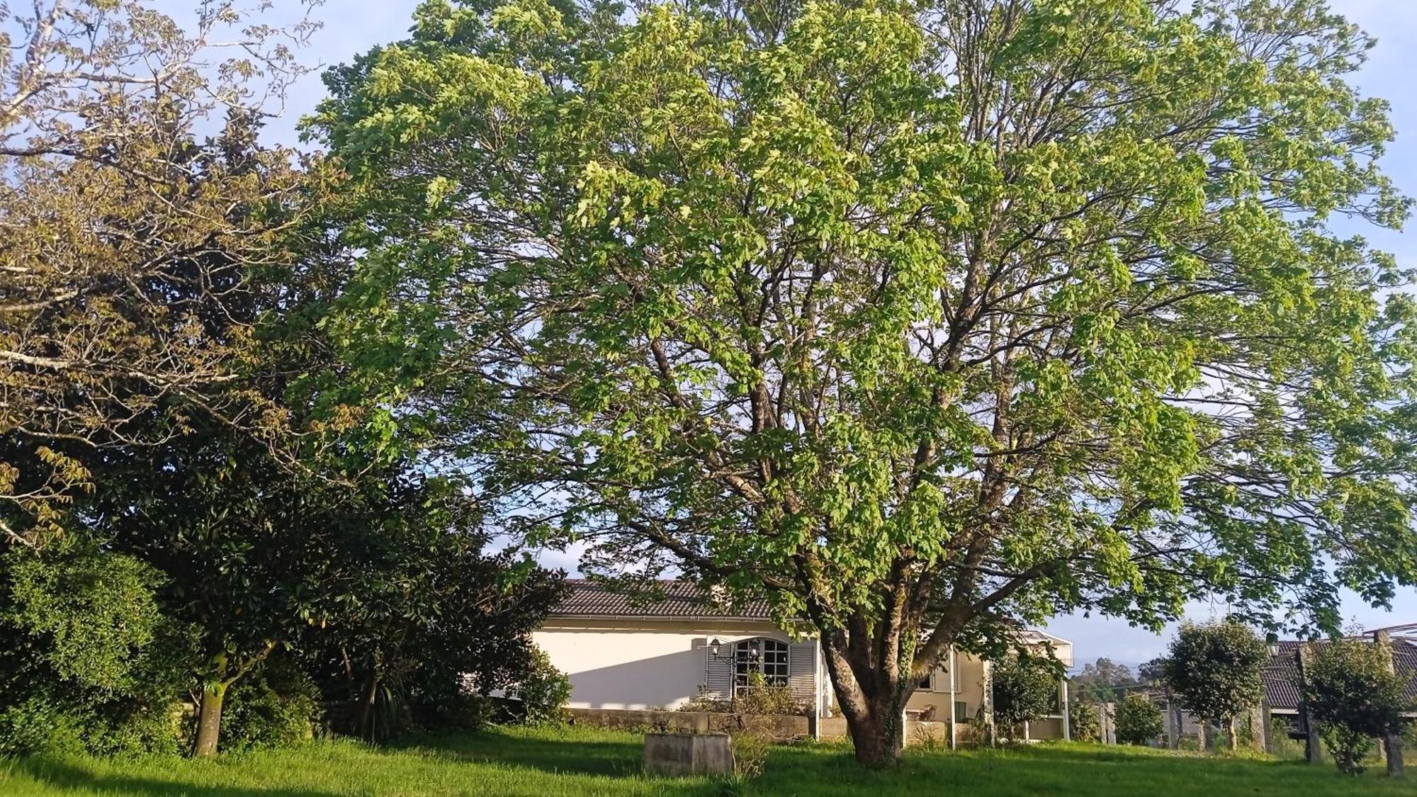 La Maison D'Abelleira Ponteareas Bagian luar foto